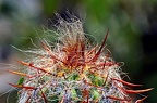 best of flowers 0719