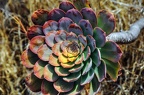 best of flowers 0757 (4226 visits) best of flowers 0757