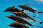 best of animals 0215