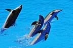 best of animals 0217