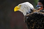 best of animals 0232